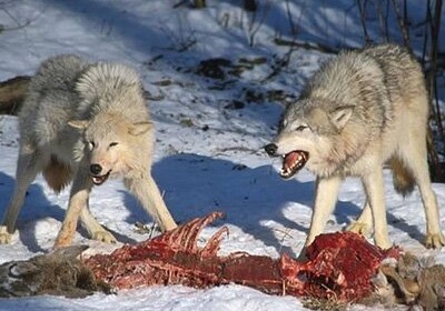 Волки загрызли домашний скот в Евлахском районе 