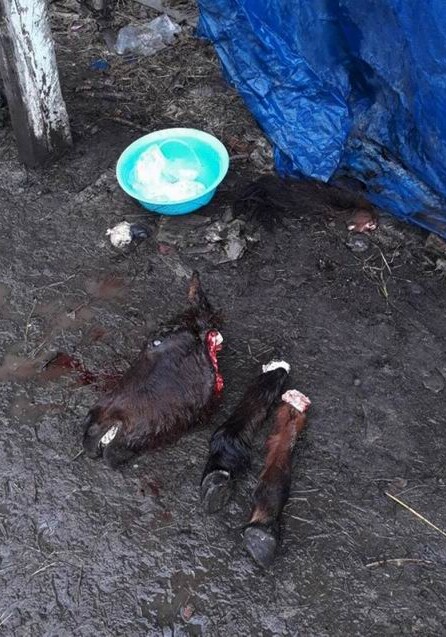 В Балакене выявлена незаконная продажа конины (Фото)
