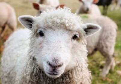 Ученые вырастили эмбрионы овец с человеческими клетками
