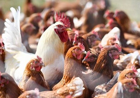 Роспотребнадзор предупредил о волне птичьего гриппа по всему миру