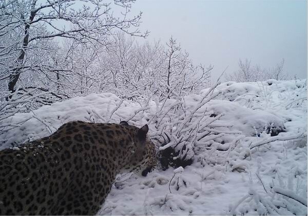 В Гирканском национальном парке сделаны снимки леопардов 