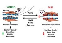 Форма витамина В3 признана универсальным средством против старения