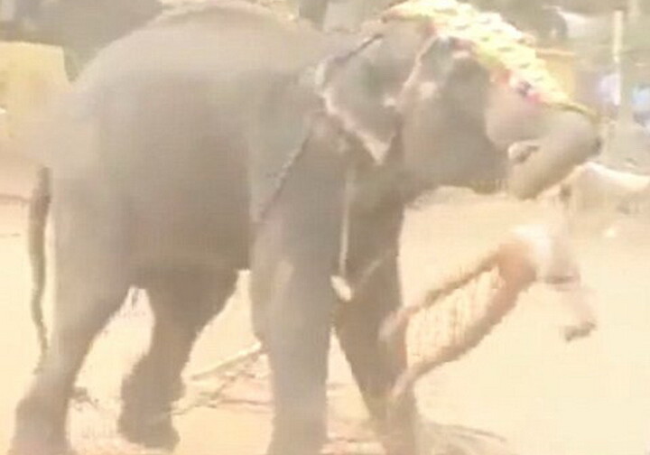 Слон насмерть затоптал погонщика во время праздника (Видео не для слабонервных)