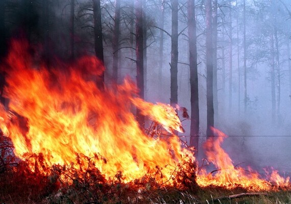Потушен лесной пожар в Лерике