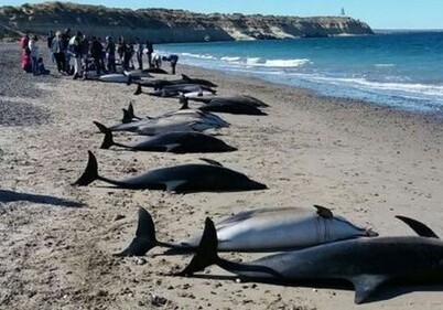 В Аргентине на берег выбросились 68 амазонских дельфинов