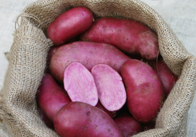 В Германии вывели «черничный» картофель