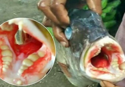 В Индонезии поймали рыбу с человеческими зубами (Видео)