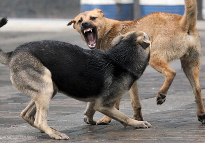 В Баку против бродячих собак начнут использовать пневматическое оружие