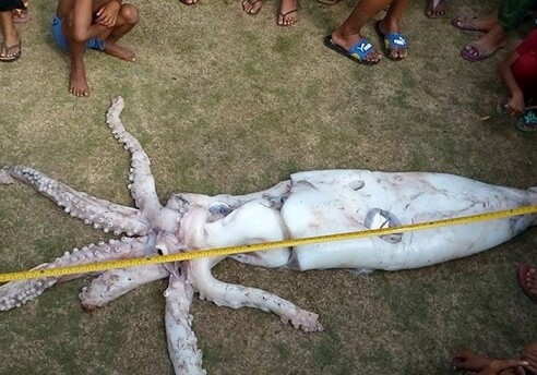 На Филиппинах пойман гигантский кальмар (Фото-Видео)