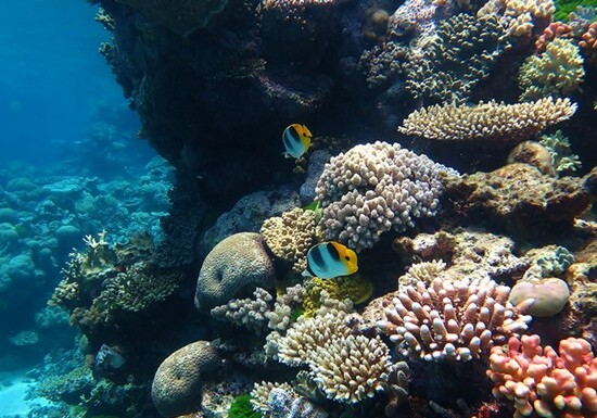 Австралия выделит $500 млн на защиту Большого Барьерного рифа