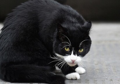 В Италии кот получил в наследство от хозяйки €1,5 млн