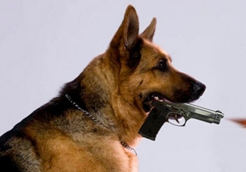 В США пес выстрелил в хозяина из пистолета
