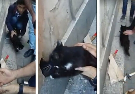 Владелец снес стену объекта в Баку, чтобы спасти котенка (Видео)