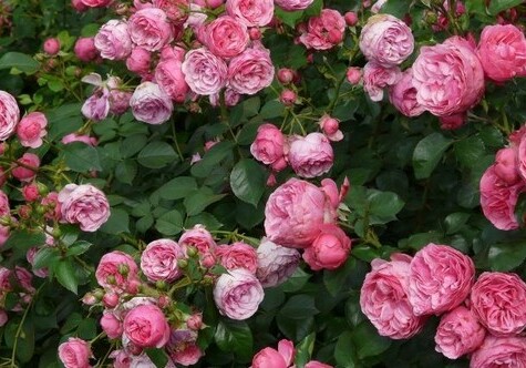 В бакинском Ботаническом саду состоится выставка роз