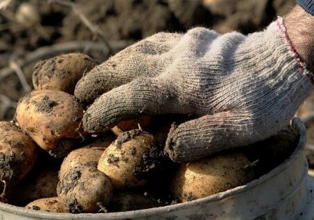 Азербайджан завалили картофелем, а покупателей нет - Фермеры разводят руками 