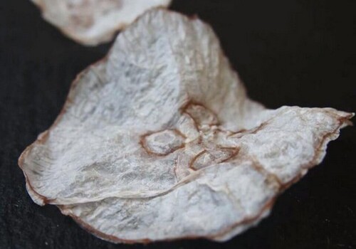 Датские ученые сделали чипсы из медуз