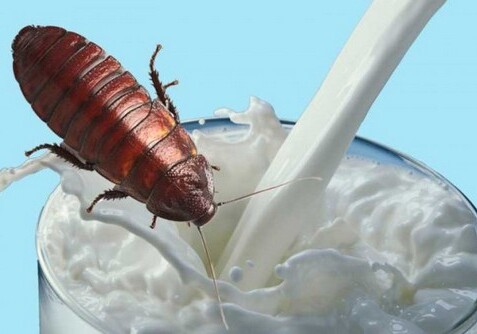 Ученые: молоко из тараканов полезнее обычного