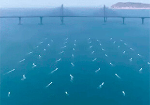В Китае успешно испытали флотилию из 56 надводных роботов (Видео)