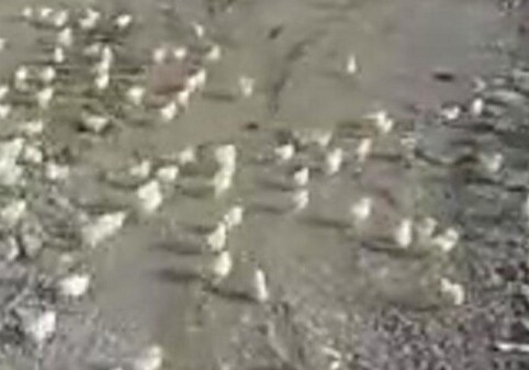 Грузинский Марнеули пережил нашествие цыплят, вылупившихся из выброшенных на свалку яиц (Видео)