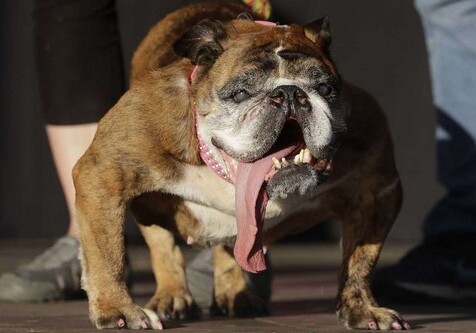 Выбрана самая уродливая собака в мире (Фото)