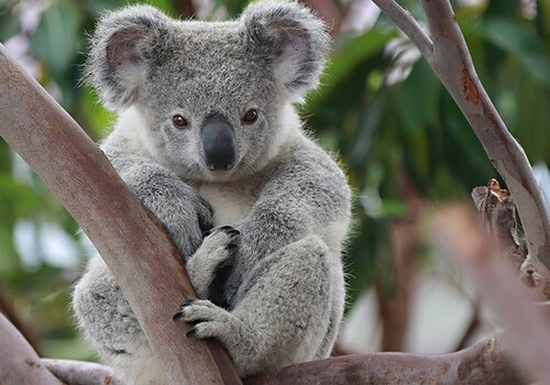 Ученые впервые расшифровали ДНК коал