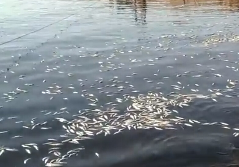 Массовая гибель рыбы в Бакинской бухте (Видеофакт) 