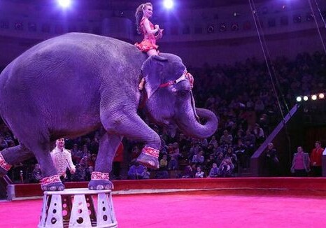 Слоны подрались во время циркового номера и чуть не задавили зрителей (Видео) 
