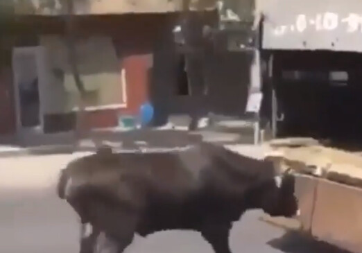 Наказан живодер, тащивший корову волоком за машиной в Баку (Видео)