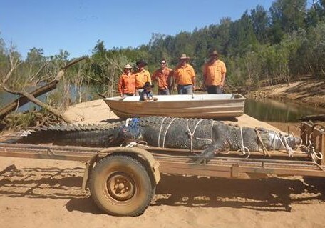 В Австралии пойман крокодил весом 600 кг, за которым охотились 8 лет