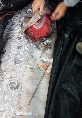 Рыбаки выловили гигантскую рыбу с телом змеи (Фото)