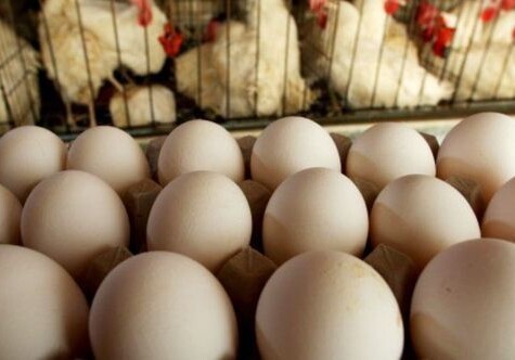 В Азербайджане подорожали яйца и курятина - Причина 