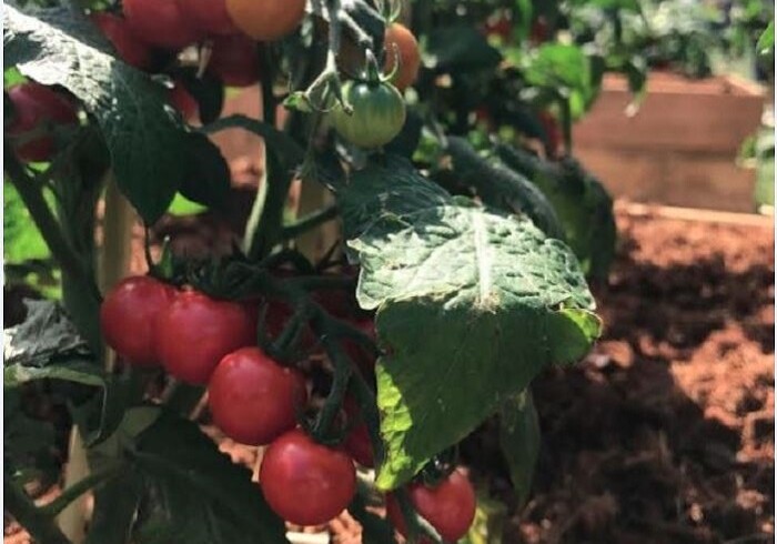 Бакинские помидоры назвали «высшим пилотажем» в Ботаническом саду МГУ