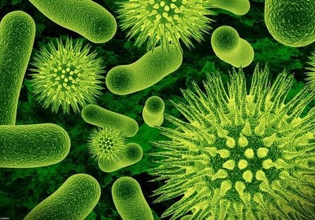 Ученые насчитали на Земле 1,4 млн линий бактерий