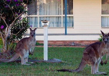 Десятки тысяч голодных кенгуру заполонили города Австралии в поисках пропитания (Видео)