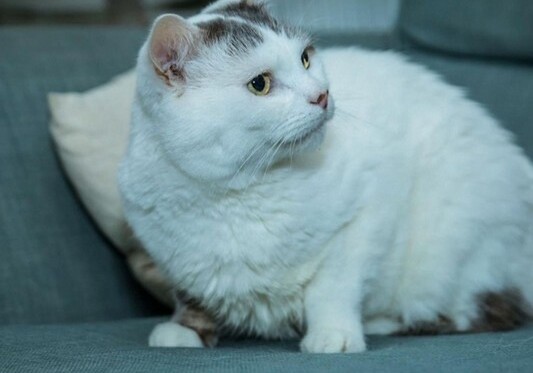 Британский кот получил посмертную премию за спасение хозяйки