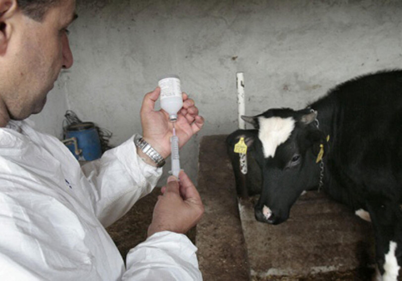 Госветслужба Азербайджана проведет плановую вакцинацию крупного рогатого скота против ящура (Фото)