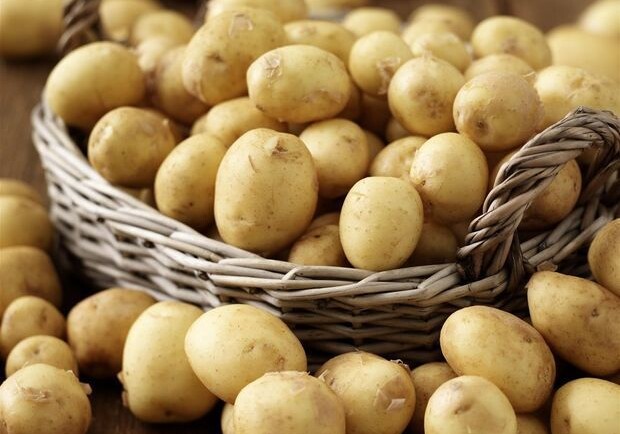 В Азербайджан хотели завезти тонны зараженного картофеля