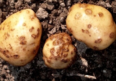 Завезенный в Азербайджан иранский картофель оказался зараженным (Видео)