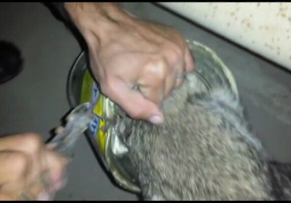 В Баку спасли собаку, голова которой застряла в жестяной банке (Видео)