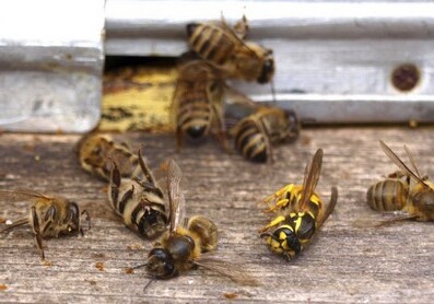 В Австрии садовода отправили за решетку за убийство пчел 