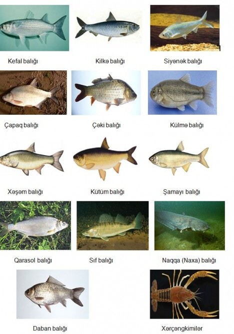 Какие виды рыб можно ловить в Азербайджане?