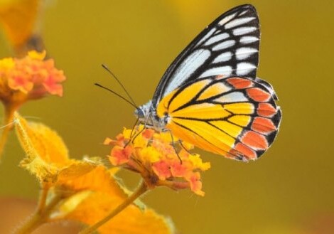 ТОП-10: Невероятно полезные вещи, которые делают бабочки
