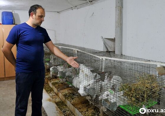 Кролики - это не только ценный мех... - Кроликовод и азербайджанский фермер Бахтияр Мамедов (Фото)