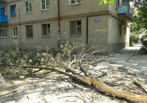 Сильный ветер в Баку повредил свыше 90 деревьев 