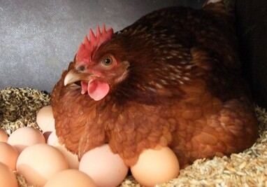 В Азербайджане резко подорожали деревенские яйца – Причина