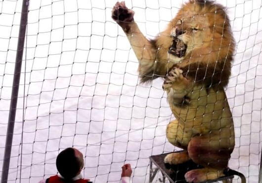 В кубанском цирке львица напала на ребенка - Надо ли вообще запретить цирки с животными?