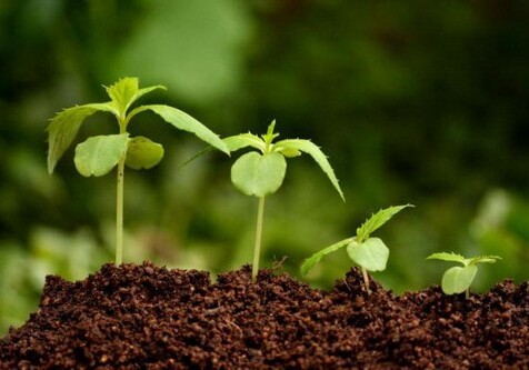 Утвержден список растений и продукции растениеводства, подлежащих фитоконтролю – в Азербайджане