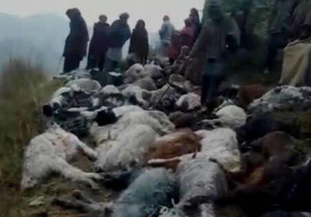 В Индии удар молнии убил более сотни овец