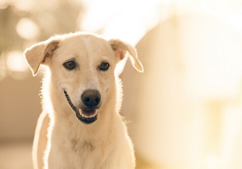 Мохнатые глюкометры: в Эстонии стали популярны собаки, помогающие диабетикам