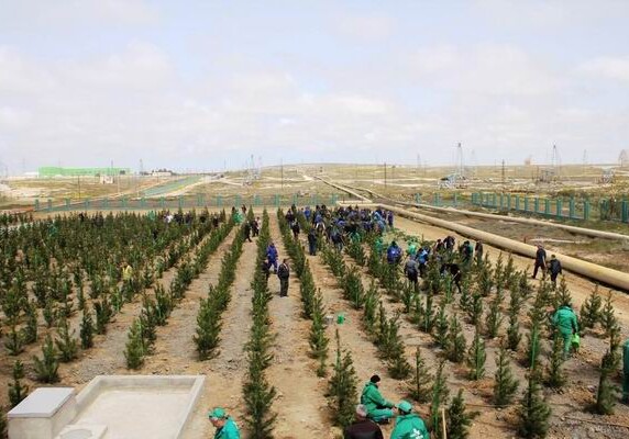 В Азербайджане гражданам будут бесплатно раздавать саженцы деревьев
